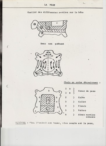 Différentes caractéristiques de la peau d’un bovin. (Source : CTC)
