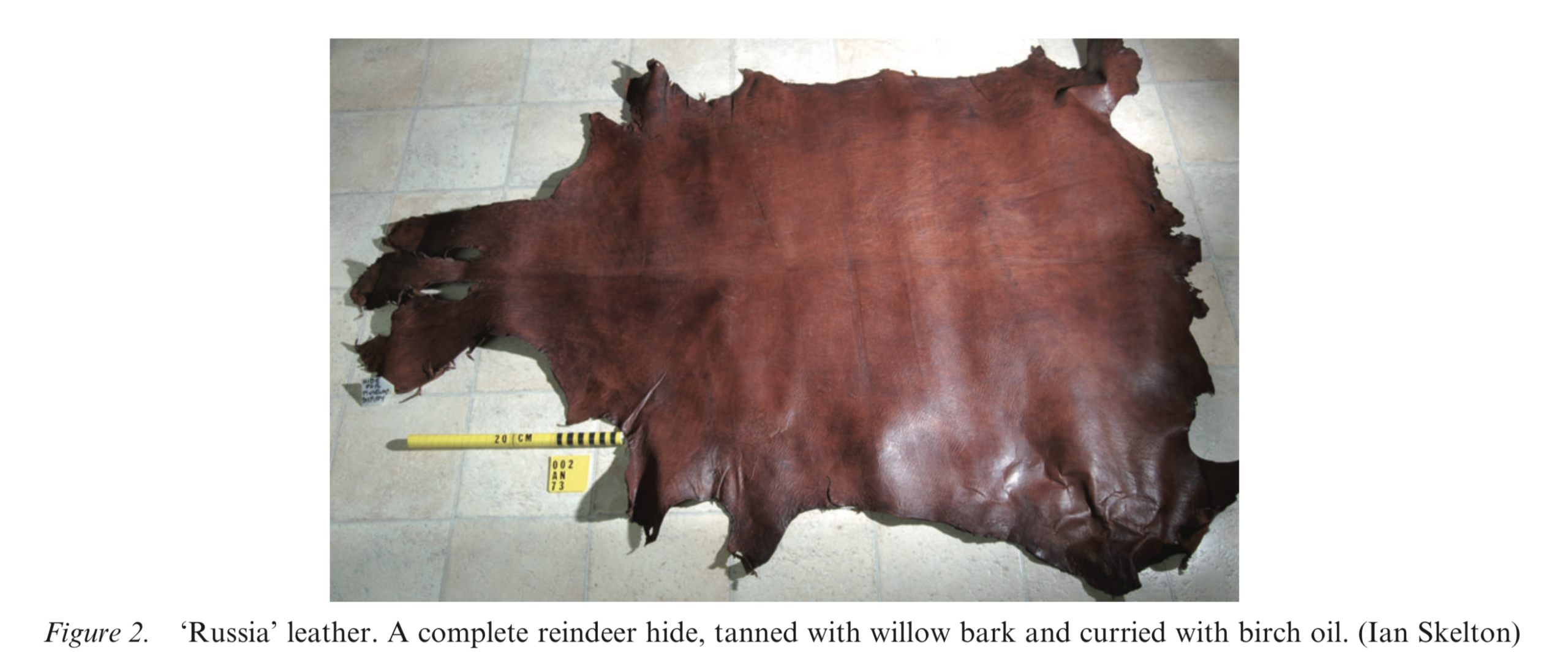 Une peau complète après avoir été ramenée à la surface (Source : Rapport d’excavation, Ian Skelton)