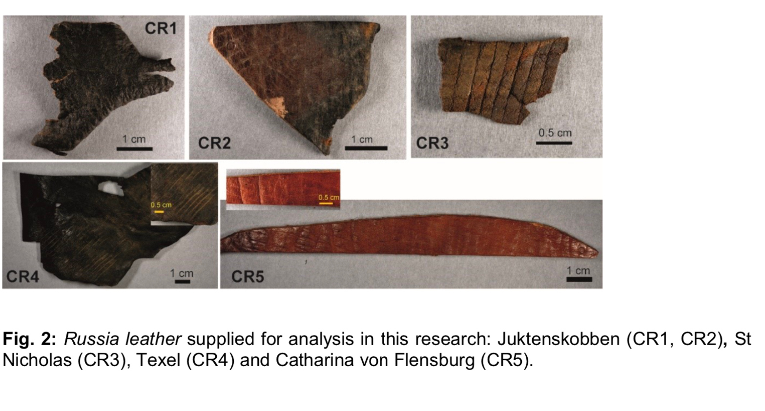 Illustration provenant de l’étude Method development for the identification of Russia Leather Comparative study of waterlogged leather samples. Tous les morceaux présents dans cet échantillon ont été analysés comme provenant de bovidés bien que provenant d'épaves différentes. Notez au passage leur degré de dégradation. (Source : ICOM/University of Edinburgh)